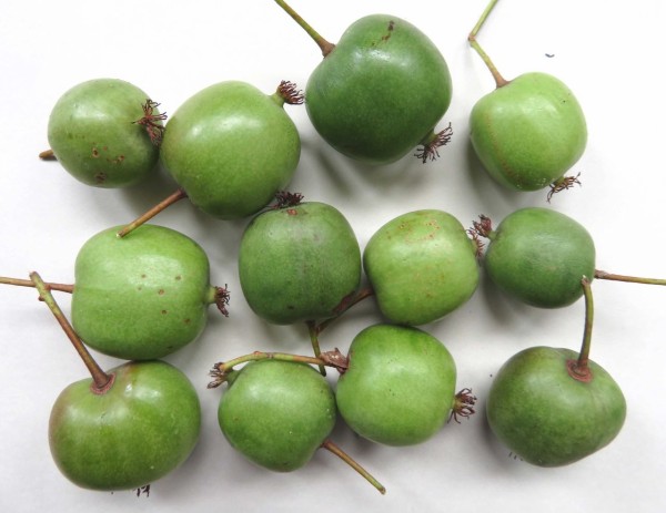 サルナシ こくわ スジエビの不思議