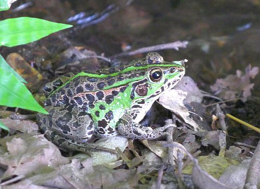 その他の北海道外来カエル スジエビの不思議