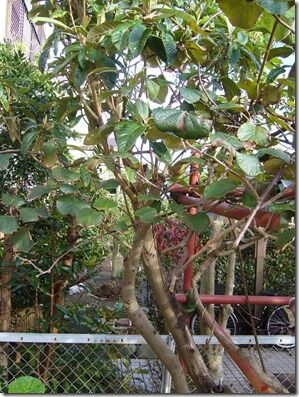 びわの木を切る 還暦からの出発