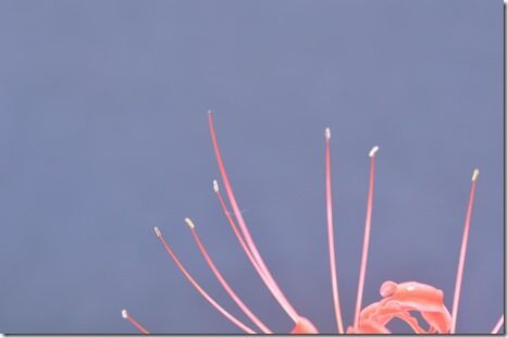 彼岸花の雄しべと雌しべ 還暦からの出発