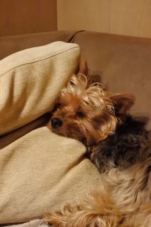 寝ている時が一番かわゆし のサンノジ君 海洋写真家 吉野雄輔の妻