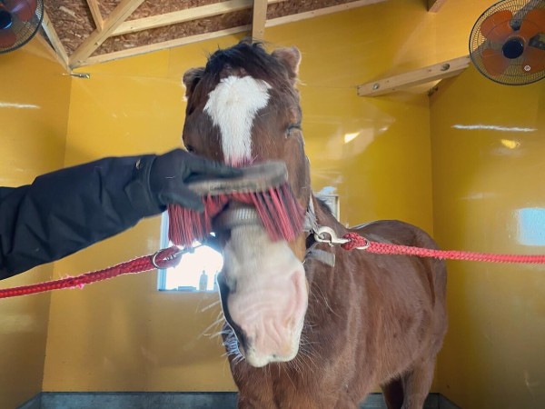 ドトウさん 馬 かわヨ パカ娘速報 ウマ娘まとめブログ