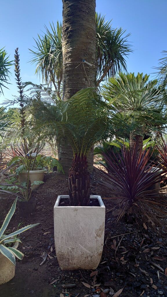 ココスヤシ ユッカロストラータ ソテツ3個セット Www Arme Ar