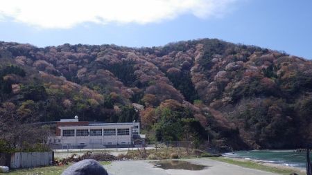 桜の開花状況 Part3 神子の山桜編 湖上館pamco パムコ スタッフのちょこっと日記