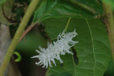 白いヒモの虫 四季彩彩