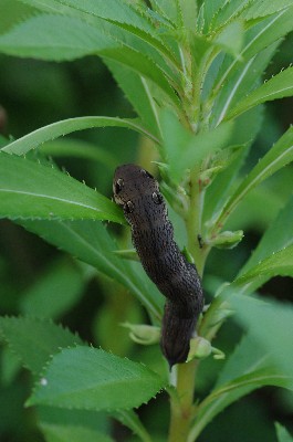 ベニスズメ幼虫 ２ 四季彩彩