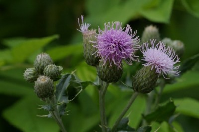 セイヨウトゲアザミ 四季彩彩