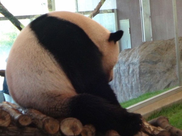和歌山アドベンチャーワールドのパンダ１５頭の祖先 中国で亡くなる 夏に向けて脂肪を脱ぎ捨てる 30代独身ぱんだ観察日記