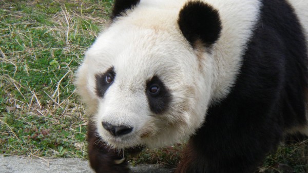 神戸の王子動物園のパンダの悲しい歴史と現実 夏に向けて脂肪を脱ぎ捨てる 30代独身ぱんだ観察日記