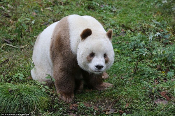 世界で１頭しかいない白茶色パンダの赤ちゃんは 夏に向けて脂肪を脱ぎ捨てる 30代独身ぱんだ観察日記