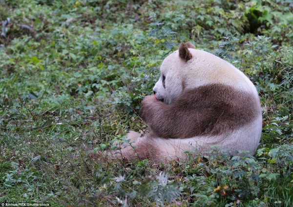世界で１頭しかいない白茶色パンダの赤ちゃんは 夏に向けて脂肪を脱ぎ捨てる 30代独身ぱんだ観察日記