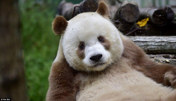 世界で１頭しかいない白茶色パンダの赤ちゃんは 夏に向けて脂肪を