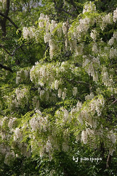 信州から初夏の味覚をお届け 天ぷらにニセアカシアの花房 - agedor.ma