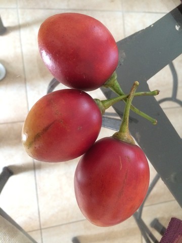 トマトの木 Arbol De Tomate Cafeのある暮らし パナマ生活