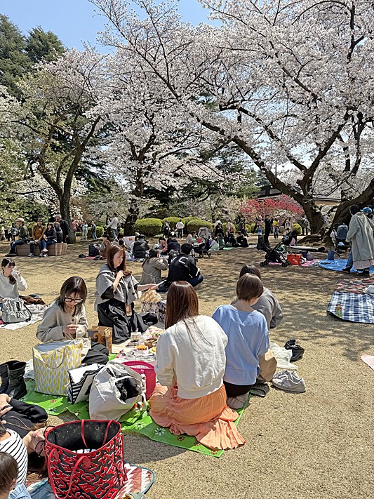 週末は新宿御苑で持ち寄りお花見会でした！ : ぱおの簡単おうちごはん