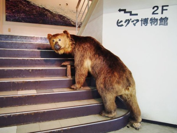 北海道 当然だけどクマだらけ のぼりべつクマ牧場 bq B Spot Explorer Powered By ライブドアブログ 北海道 当然だけどクマだらけ のぼりべつクマ牧場 bq B Spot Explorer Powered By ライブドアブログ