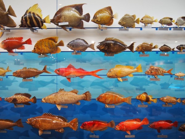 魚の剥製 魚の剥製（はくせい）の作り方〜さかなクン流やってみた！【自由研究