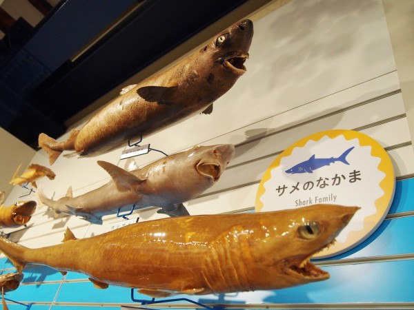 鳥取】 日本一！魚の剥製水族館 海とくらしの史料館 : BQ ～B-spot