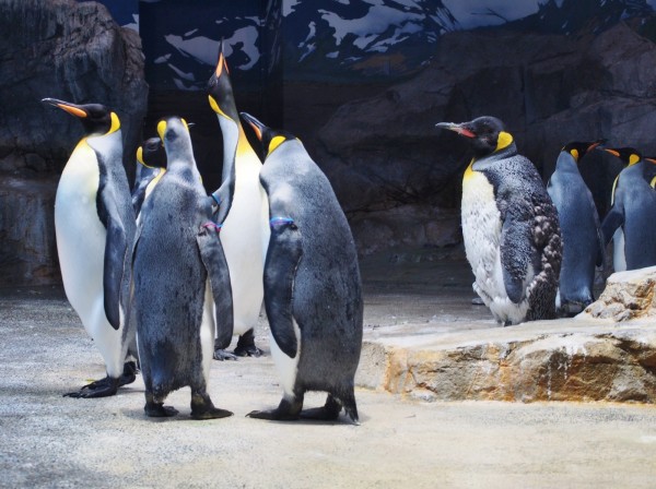 長崎 ペンギン９種類世界一 長崎ペンギン水族館 ｂｑ B Spot Explorer Powered By ライブドアブログ