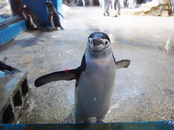 長崎 ペンギン９種類世界一 長崎ペンギン水族館 ｂｑ B Spot Explorer Powered By ライブドアブログ