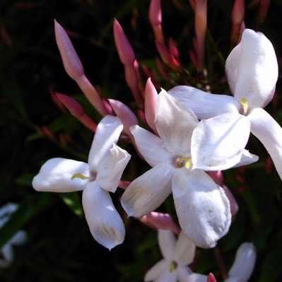 春の花 徒然ぱせり 北california日記