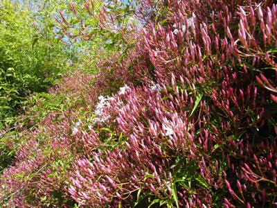 春の花 徒然ぱせり 北california日記