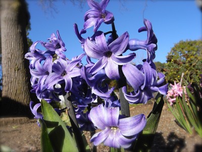 春の花 徒然ぱせり 北california日記