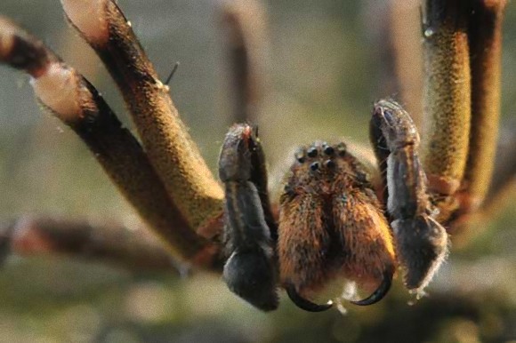 刺されるとこれ以上ないというレベルの勃起を発動する恐怖の毒蜘蛛 ブラジルドクシボグモ ザイーガ