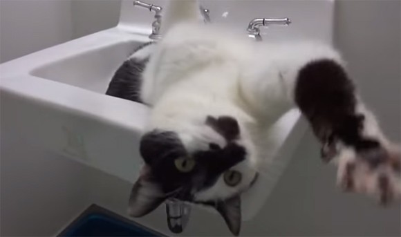 シンクでひとり遊び上手な猫 : ザイーガ