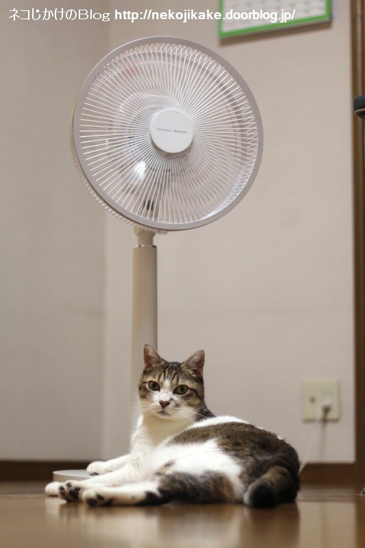 扇風機と猫 ネコじかけのｂｌｏｇ