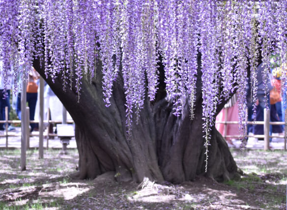 世界一の藤の花 パソコン らら 楽々 クラブ Blog