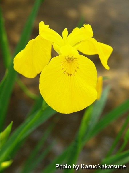 水辺に映える黄色い花菖蒲 ひろしま散歩