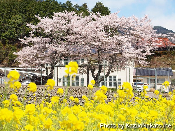 奥畑の桜と広島広域公園のしだれ桜 桜通信13 ひろしま散歩