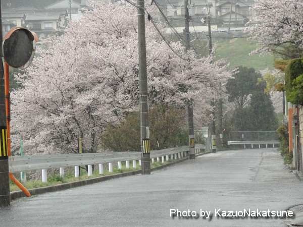 花散らしの雨と風 桜通信15 ひろしま散歩 花散らしの雨と風 桜通信15 ひろしま散歩