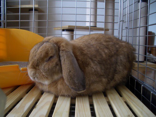 香箱座り 土佐弁猫日記