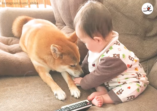 癒しの動画 いつも一緒 柴犬と赤ちゃん 可愛い動物のユーチューブ動画あつめちゃいました