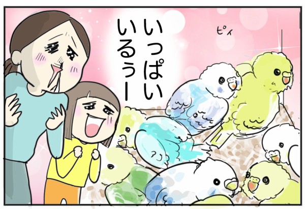 いよいよ新しい家族（インコ）のお迎え当日！ : たまご絵日記 ～2児の