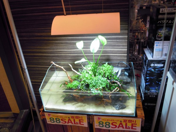 DOOA ネオグラステラ H23