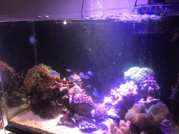 製品レビュー プロレイザー スクレーパー こぶしめのアクアリウム雑記