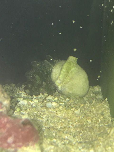 海水水槽から聞こえるカチカチ音の原因 こぶしめのアクアリウム雑記