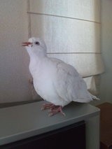 病気鳩 猫と鳩との楽しい生活