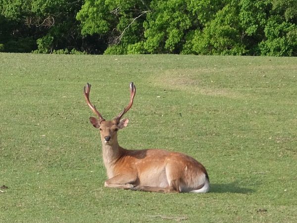 奈良公園の鹿たち 旅の途上