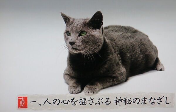 美の壺 猫 旅の途上