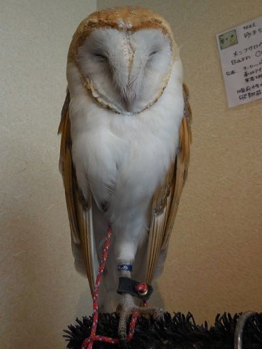 フクロウカフェ こころは 青空