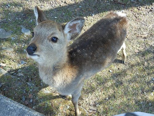 鹿ちゃん こころは 青空