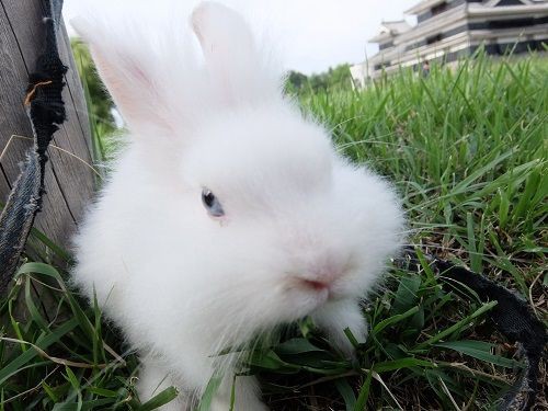 かわいいものたち こころは 青空