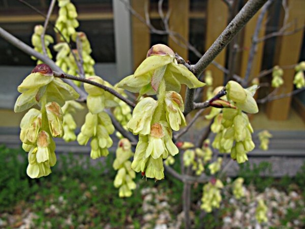 良い香り トサミズキ 秋田野の花 道の花