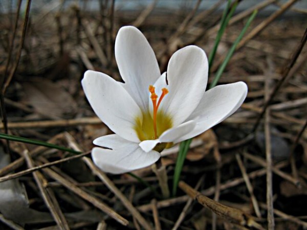 春に咲くサフラン クロッカス 秋田野の花 道の花