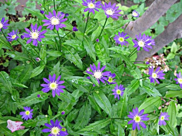 雅な想い ミヤコワスレ 秋田野の花 道の花