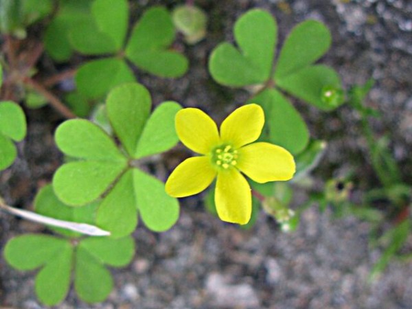 道ばたの黄色い花 カタバミ 秋田野の花 道の花